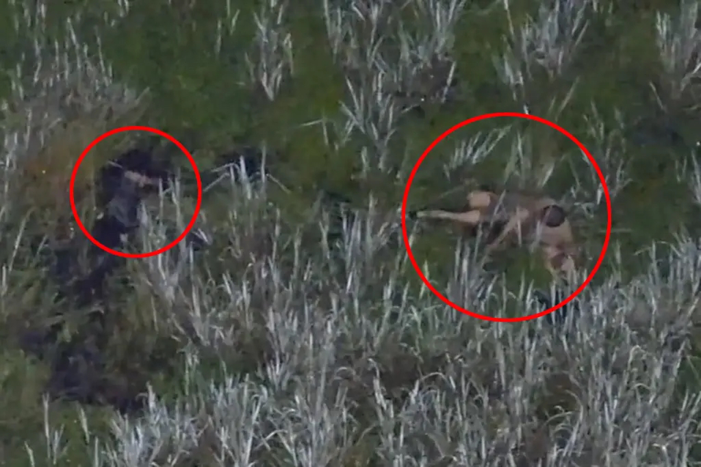 A high-angle thermal or night-vision drone photograph looking down on dense swamp canopy, revealing police officers closing in on a suspect navigating the dark marshland.